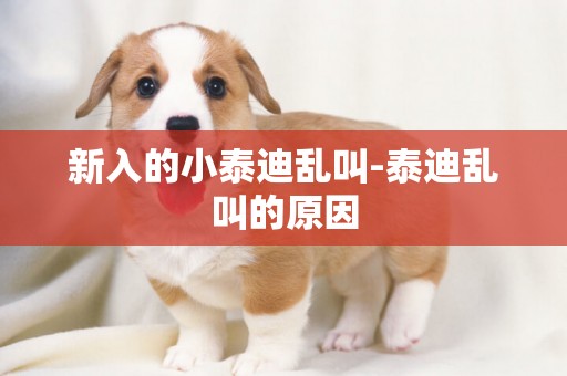 新入的小泰迪亂叫-泰迪亂叫的原因