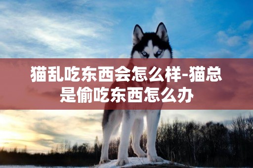 貓亂吃東西會怎么樣-貓總是偷吃東西怎么辦