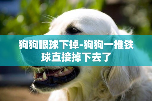 狗狗眼球下掉-狗狗一推鐵球直接掉下去了