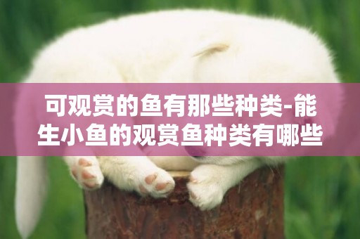 可觀賞的魚有那些種類-能生小魚的觀賞魚種類有哪些