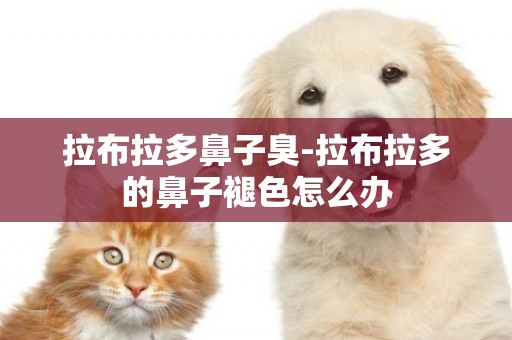 拉布拉多鼻子臭-拉布拉多的鼻子褪色怎么辦