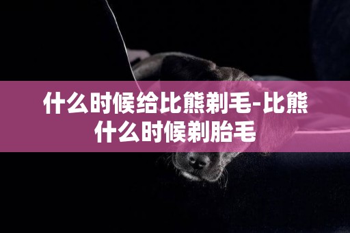 什么時候給比熊剃毛-比熊什么時候剃胎毛
