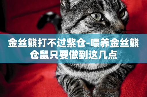 金絲熊打不過紫倉-喂養金絲熊倉鼠只要做到這幾點