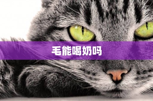 毛能喝奶嗎