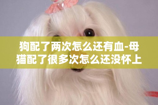 狗配了兩次怎么還有血-母貓配了很多次怎么還沒懷上