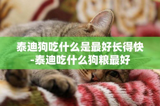 泰迪狗吃什么是最好長得快-泰迪吃什么狗糧最好