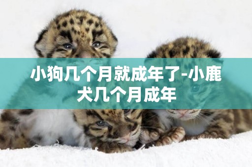 小狗幾個月就成年了-小鹿犬幾個月成年