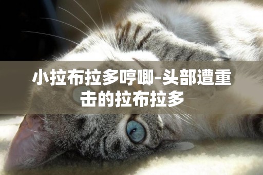 小拉布拉多哼唧-頭部遭重擊的拉布拉多