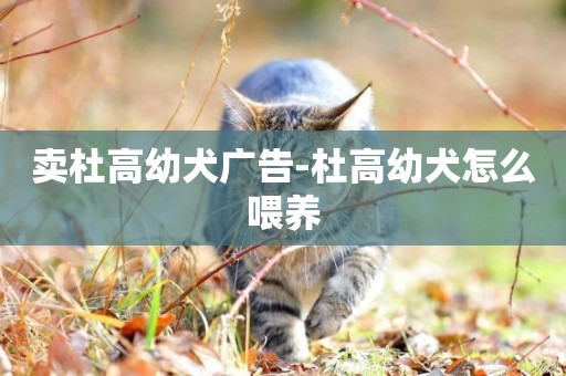賣杜高幼犬廣告-杜高幼犬怎么喂養