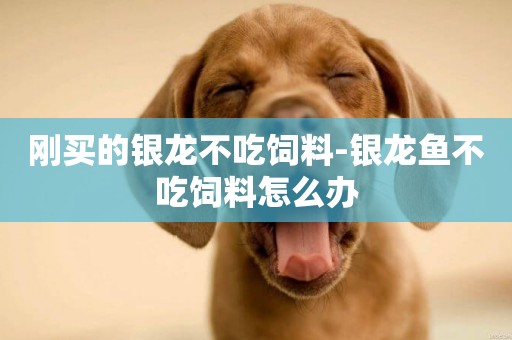 剛買的銀龍不吃飼料-銀龍魚不吃飼料怎么辦