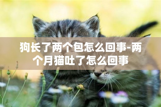 狗長了兩個包怎么回事-兩個月貓吐了怎么回事