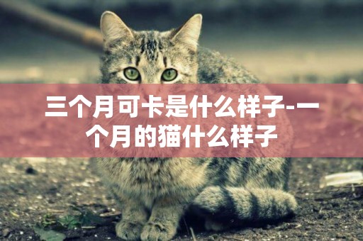 三個月可卡是什么樣子-一個月的貓什么樣子