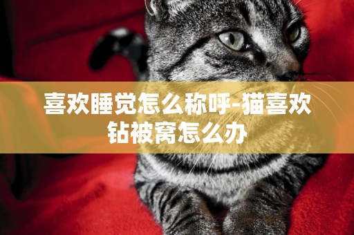 喜歡睡覺怎么稱呼-貓喜歡鉆被窩怎么辦
