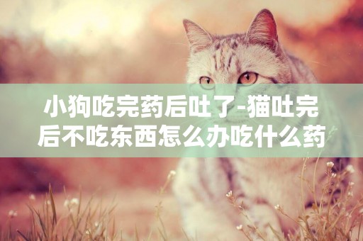 小狗吃完藥后吐了-貓吐完后不吃東西怎么辦吃什么藥