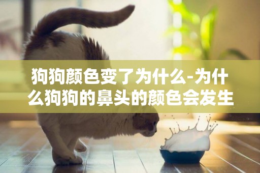 狗狗顏色變了為什么-為什么狗狗的鼻頭的顏色會發生變化