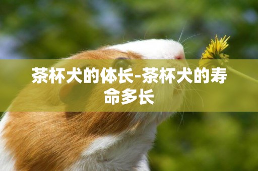 茶杯犬的體長-茶杯犬的壽命多長