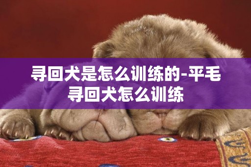 尋回犬是怎么訓練的-平毛尋回犬怎么訓練