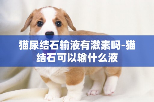 貓尿結石輸液有激素嗎-貓結石可以輸什么液