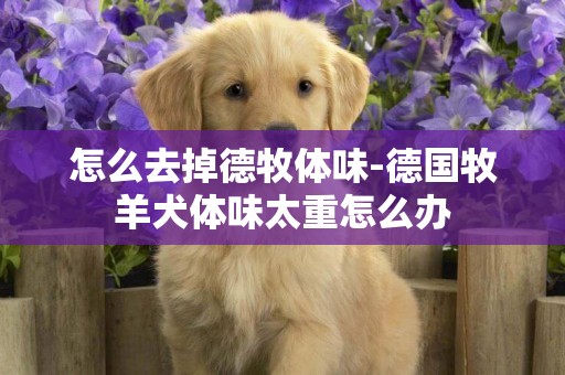 怎么去掉德牧體味-德國牧羊犬體味太重怎么辦