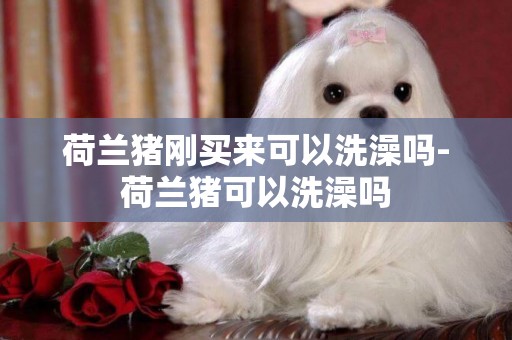 荷蘭豬剛買來可以洗澡嗎-荷蘭豬可以洗澡嗎