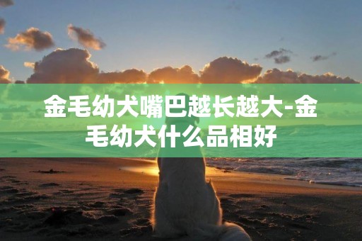 金毛幼犬嘴巴越長越大-金毛幼犬什么品相好