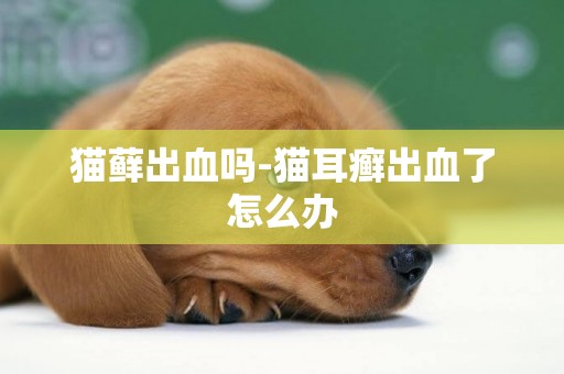 貓蘚出血嗎-貓耳癬出血了怎么辦