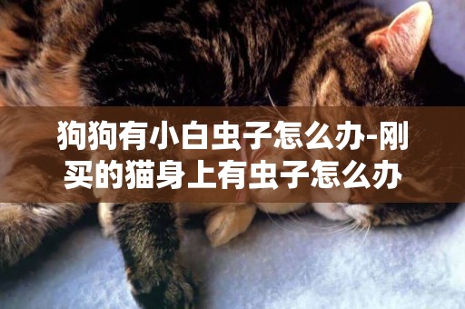 狗狗有小白蟲子怎么辦-剛買的貓身上有蟲子怎么辦