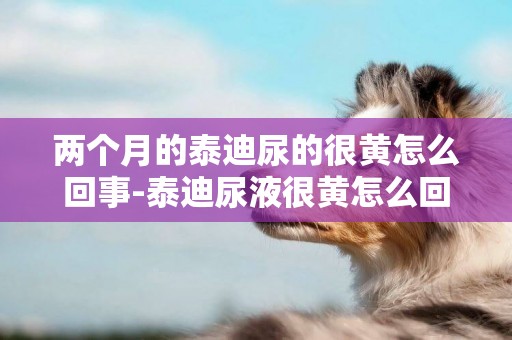 兩個月的泰迪尿的很黃怎么回事-泰迪尿液很黃怎么回事
