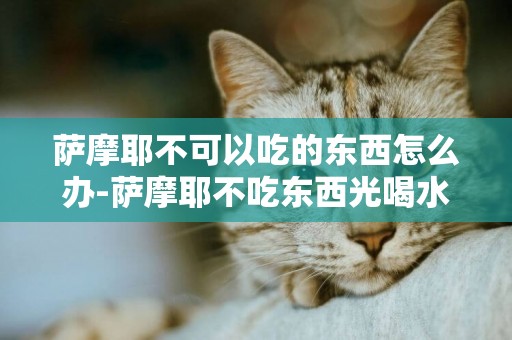 薩摩耶不可以吃的東西怎么辦-薩摩耶不吃東西光喝水