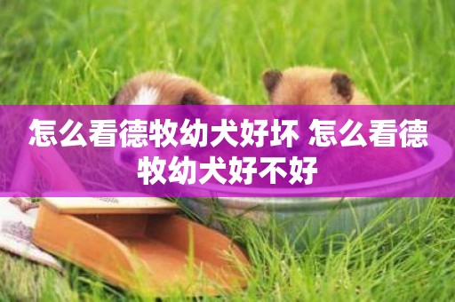 怎么看德牧幼犬好壞 怎么看德牧幼犬好不好