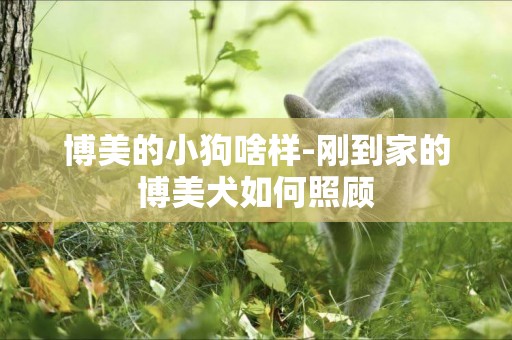 博美的小狗啥樣-剛到家的博美犬如何照顧
