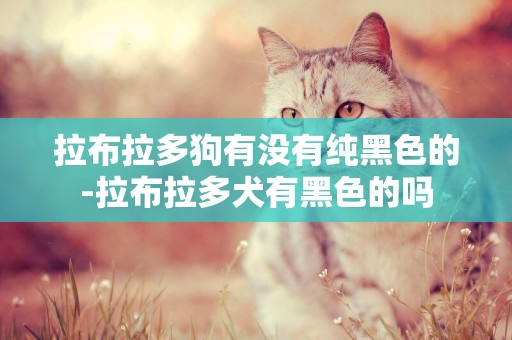 拉布拉多狗有沒有純黑色的-拉布拉多犬有黑色的嗎