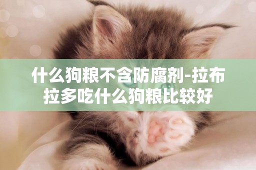 什么狗糧不含防腐劑-拉布拉多吃什么狗糧比較好