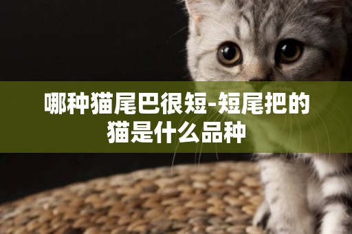 哪種貓尾巴很短-短尾把的貓是什么品種
