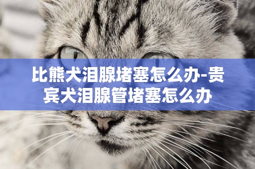 比熊犬淚腺堵塞怎么辦-貴賓犬淚腺管堵塞怎么辦