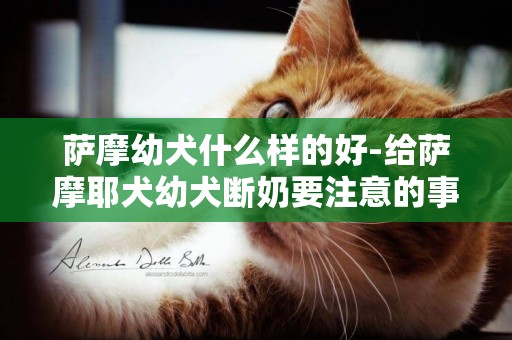 薩摩幼犬什么樣的好-給薩摩耶犬幼犬斷奶要注意的事項