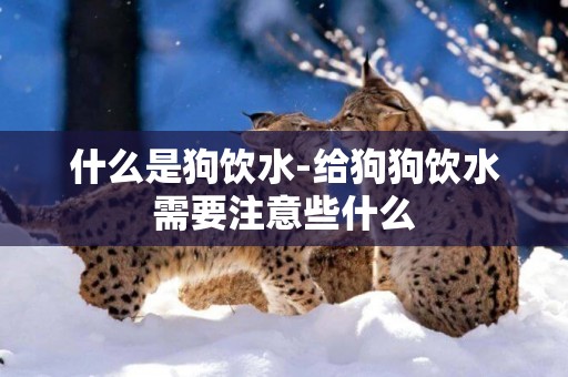 什么是狗飲水-給狗狗飲水需要注意些什么