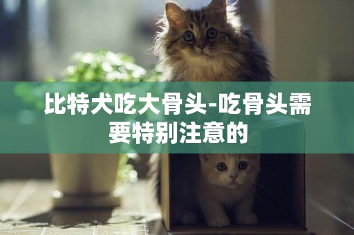 比特犬吃大骨頭-吃骨頭需要特別注意的