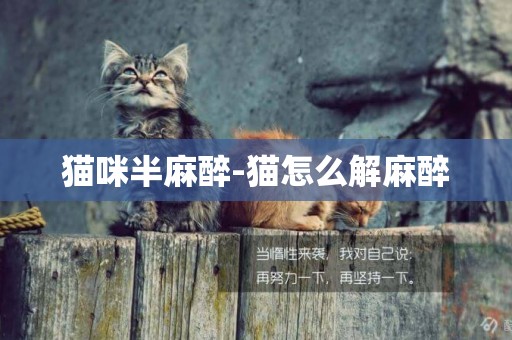 貓咪半麻醉-貓怎么解麻醉