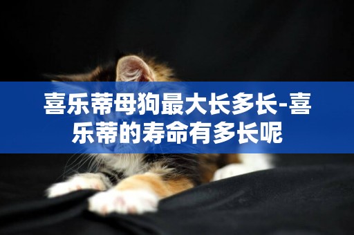 喜樂蒂母狗最大長多長-喜樂蒂的壽命有多長呢