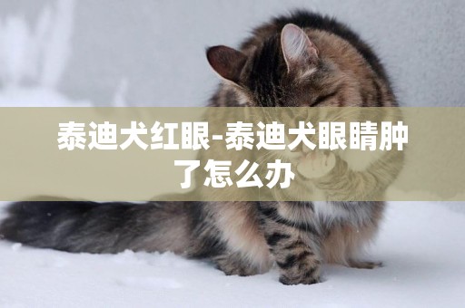 泰迪犬紅眼-泰迪犬眼睛腫了怎么辦