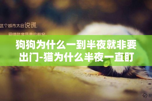 狗狗為什么一到半夜就非要出門-貓為什么半夜一直盯著門口看