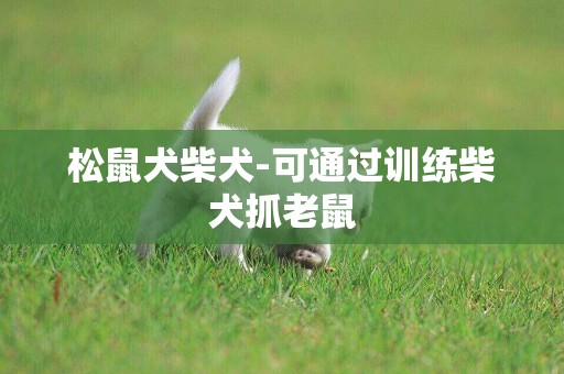 松鼠犬柴犬-可通過訓練柴犬抓老鼠