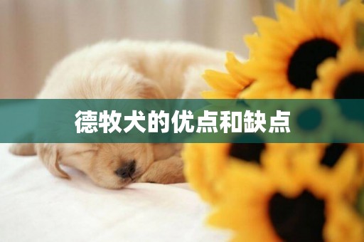 德牧犬的優點和缺點
