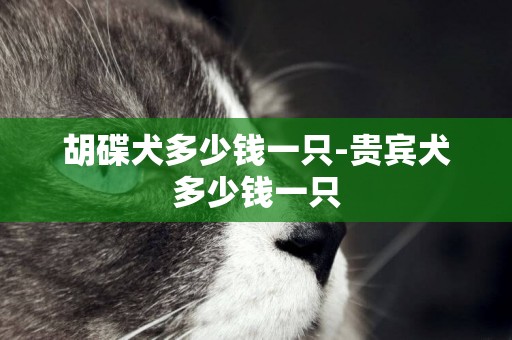 胡碟犬多少錢一只-貴賓犬多少錢一只