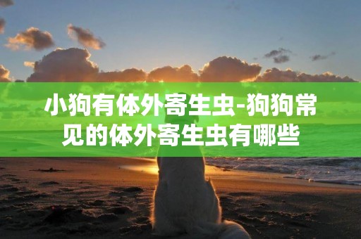 小狗有體外寄生蟲-狗狗常見的體外寄生蟲有哪些