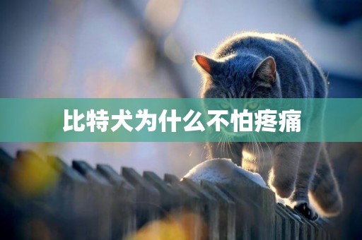比特犬為什么不怕疼痛