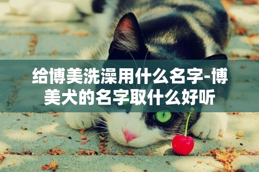 給博美洗澡用什么名字-博美犬的名字取什么好聽