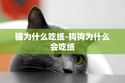 貓為什么吃紙-狗狗為什么會吃紙