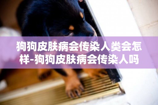 狗狗皮膚病會傳染人類會怎樣-狗狗皮膚病會傳染人嗎